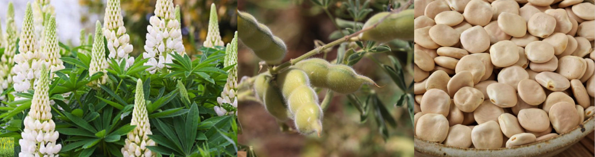 Von der Lupine über die Schoten bis zu den Bohnen.