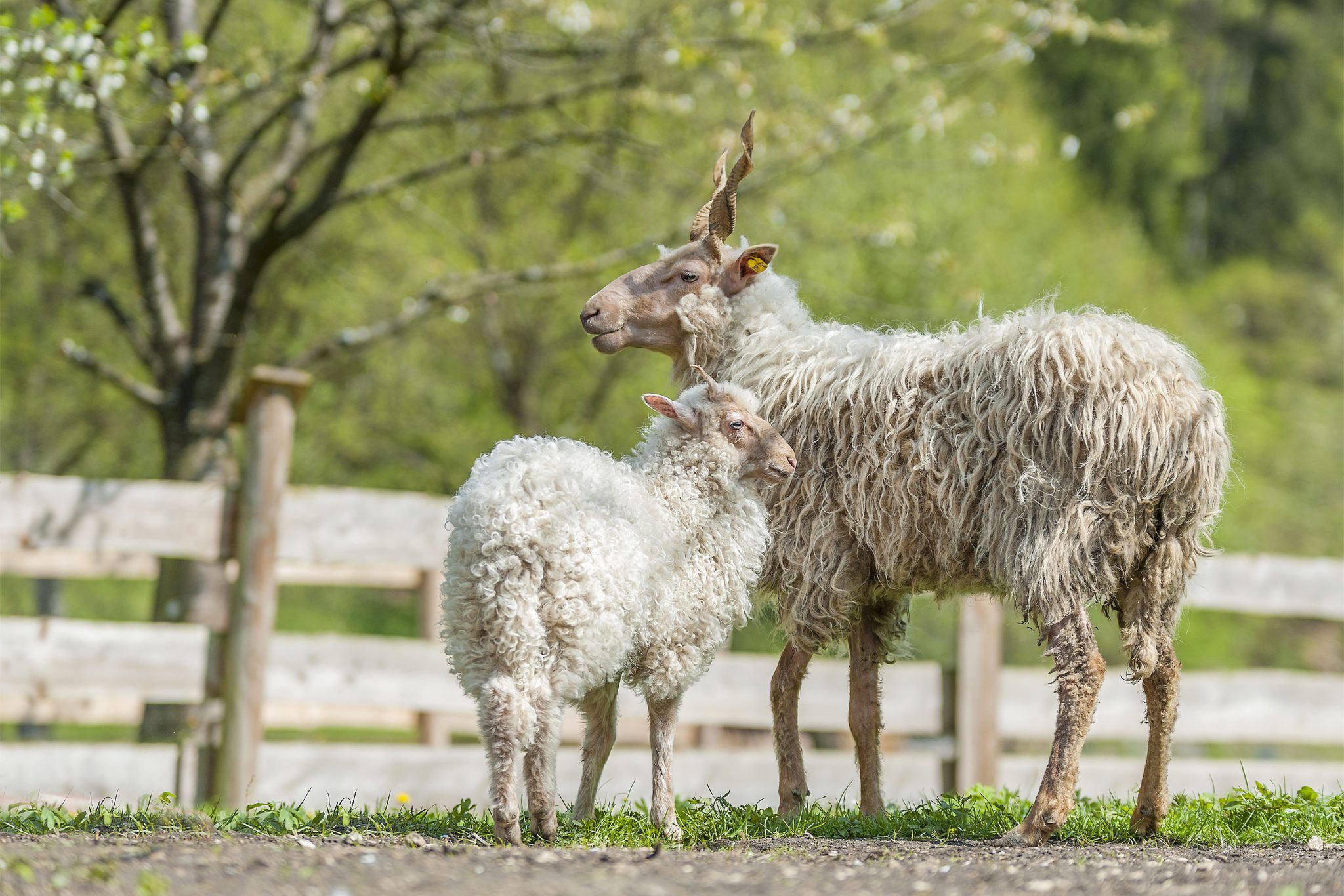 Zackelschaf trifft Nackthalshuhn Bauernladen