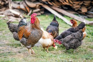 vier Hühner und ein Hahn auf einer grünen Wiese