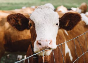 Kalb mit anderen Kälbern auf einer Wiese