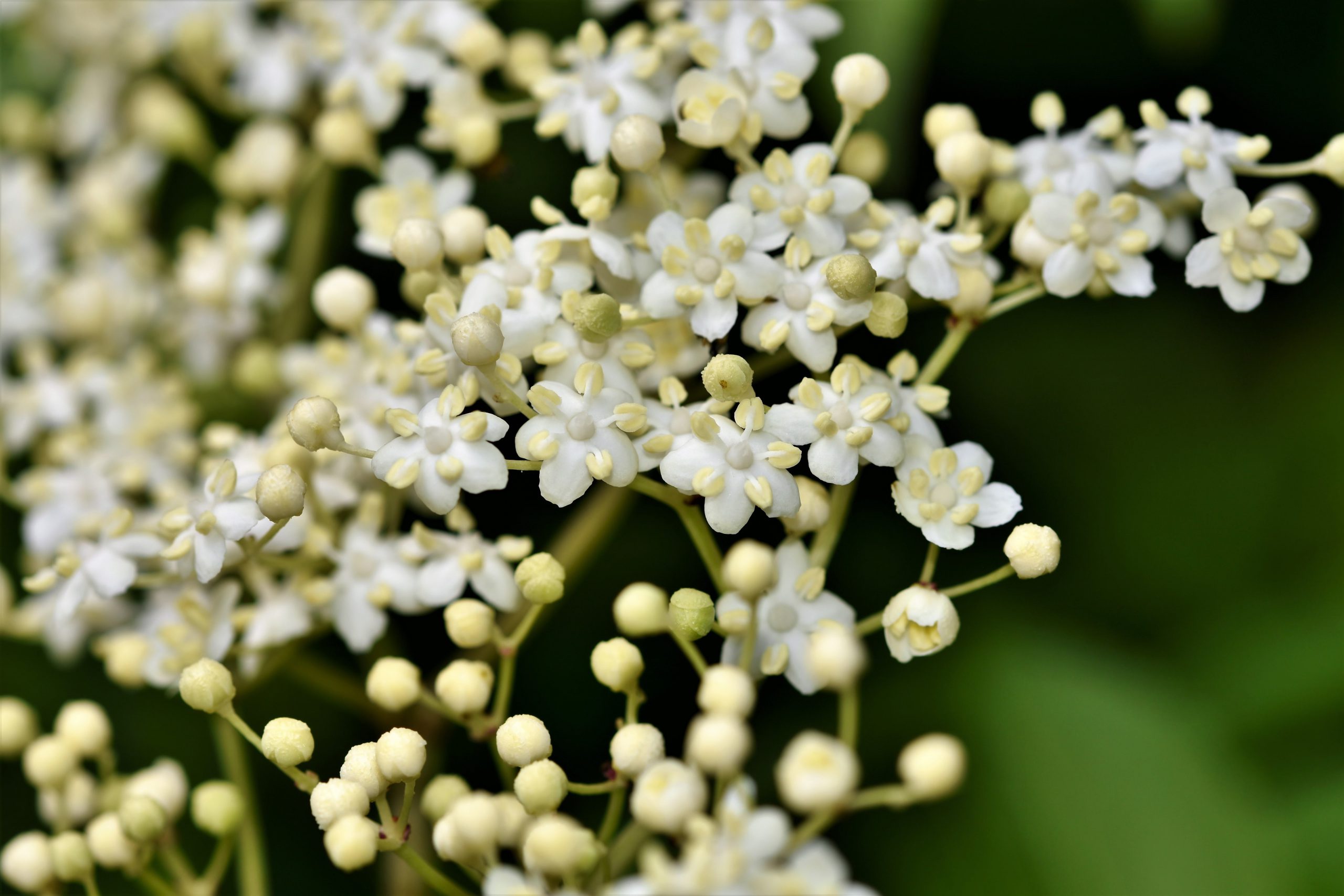 Holunderblüten