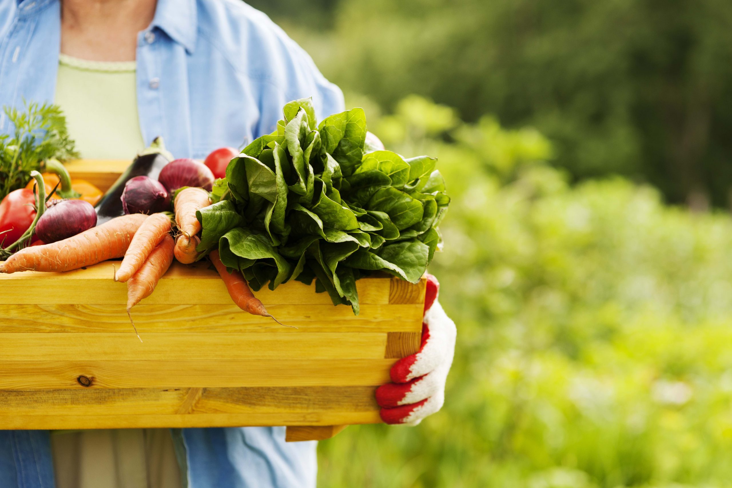 Seniorin hält Box mit Gemüse