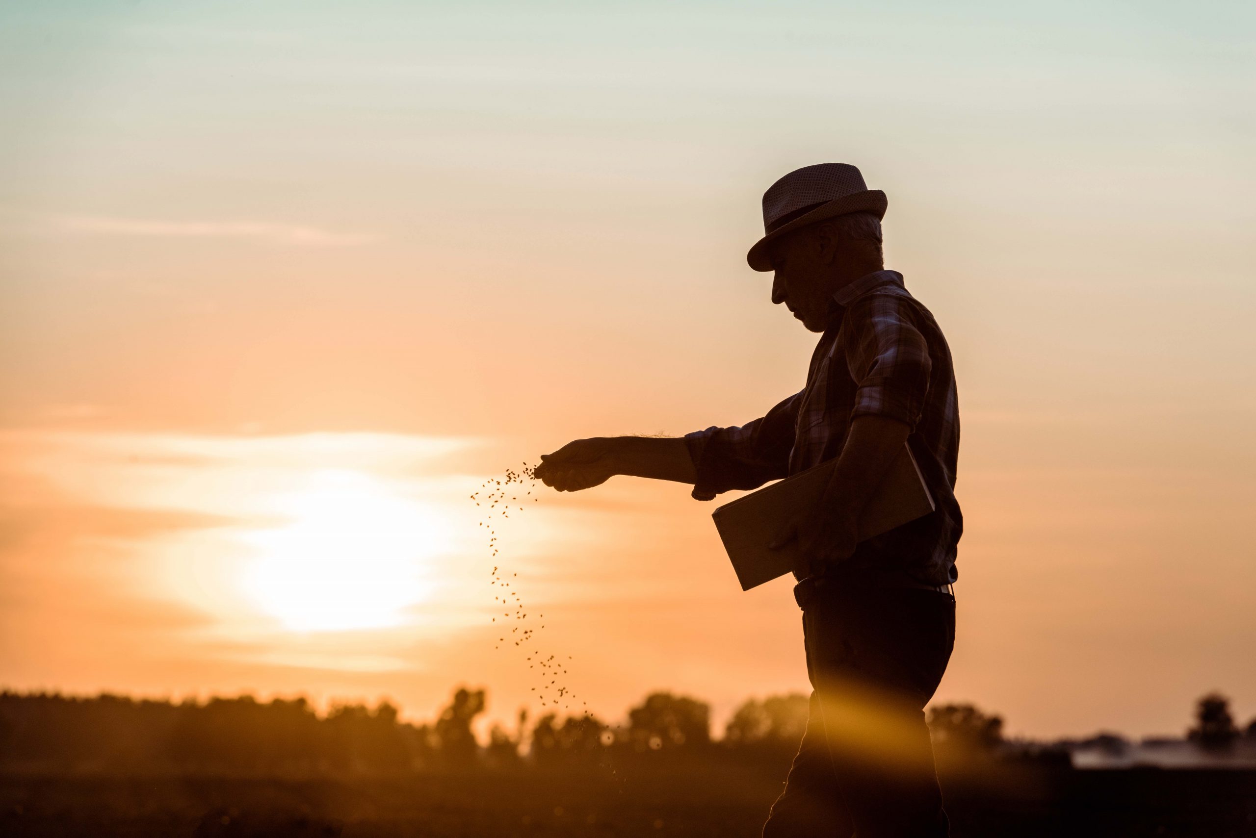 Profil eines älteren Bauern mit Strohhut, der bei Sonnenuntergang Samen aussät