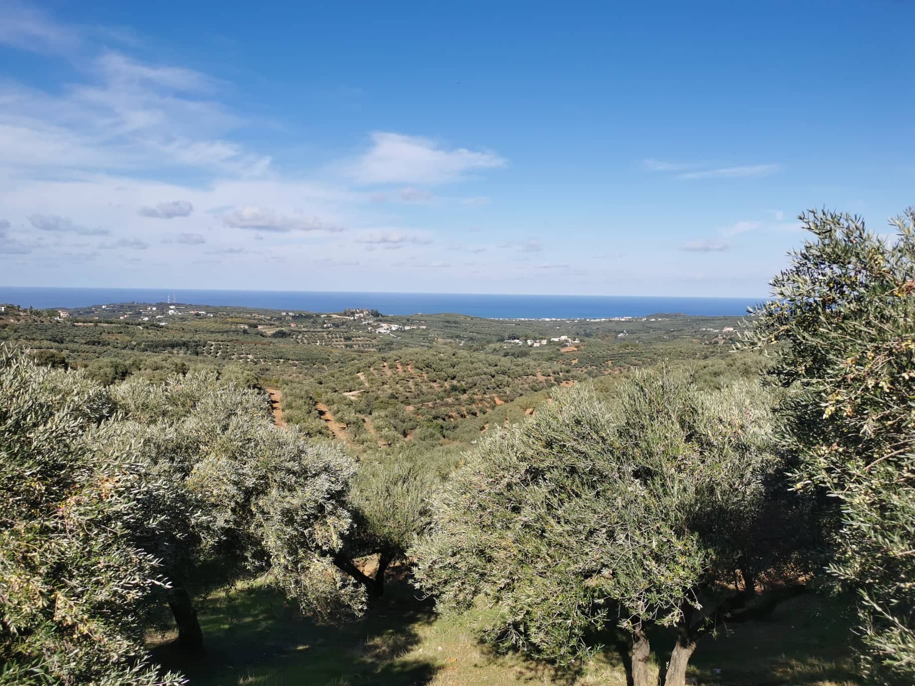 Olivenbäume auf Kreta