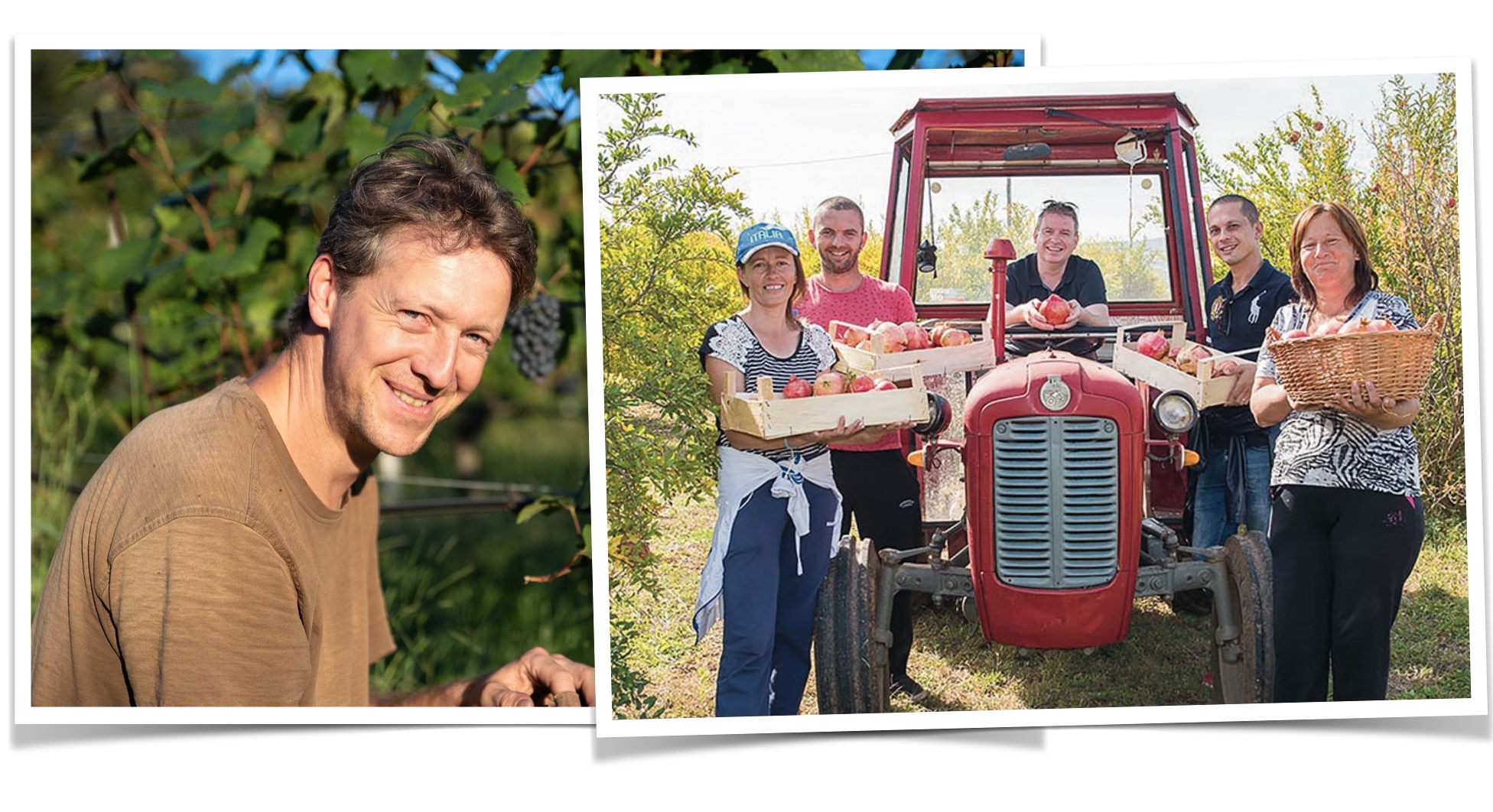 Werner Lang bei der Traubenernte und Obsthof Retter bei der Granatapfelernte