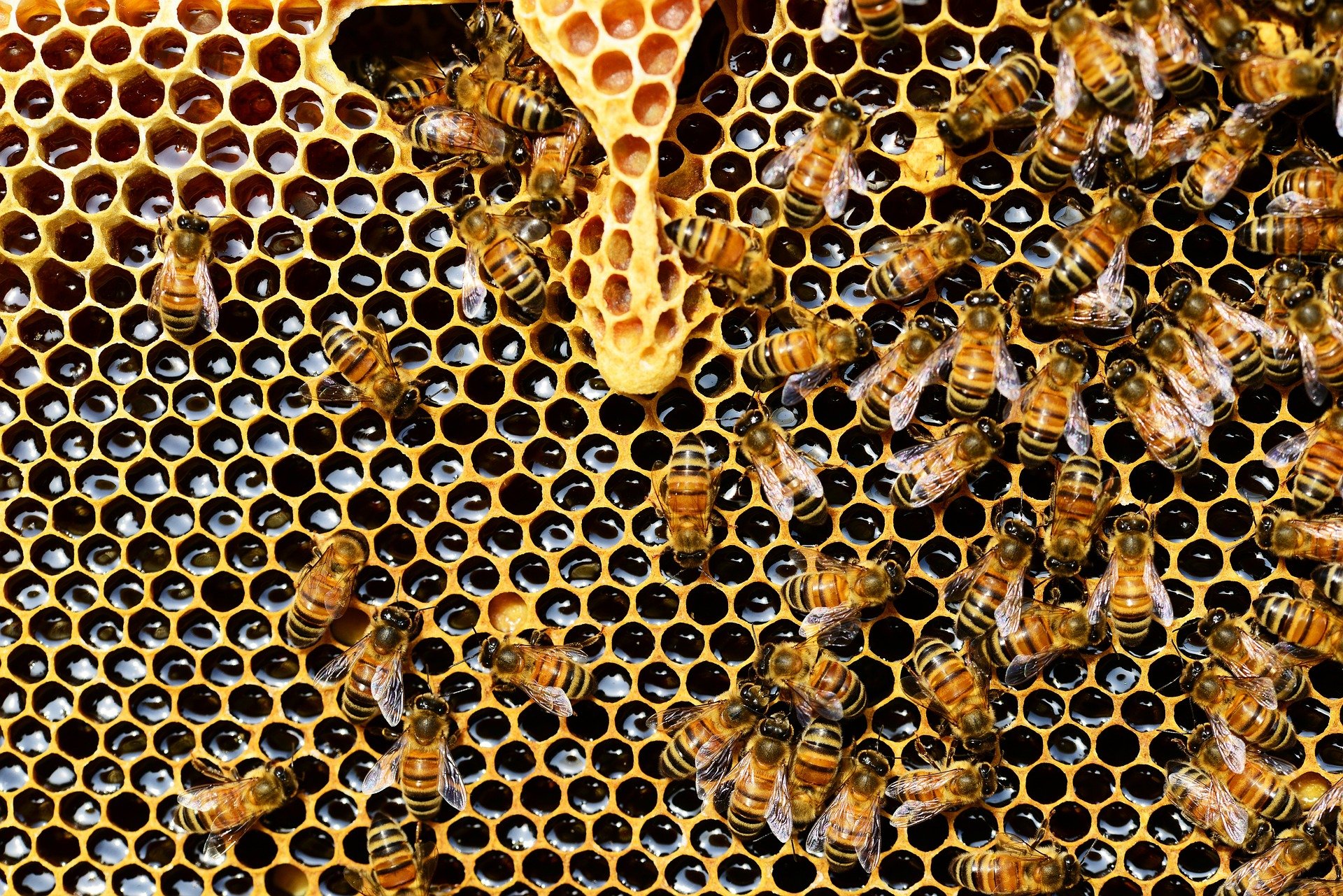 Bienen, Honigwabe