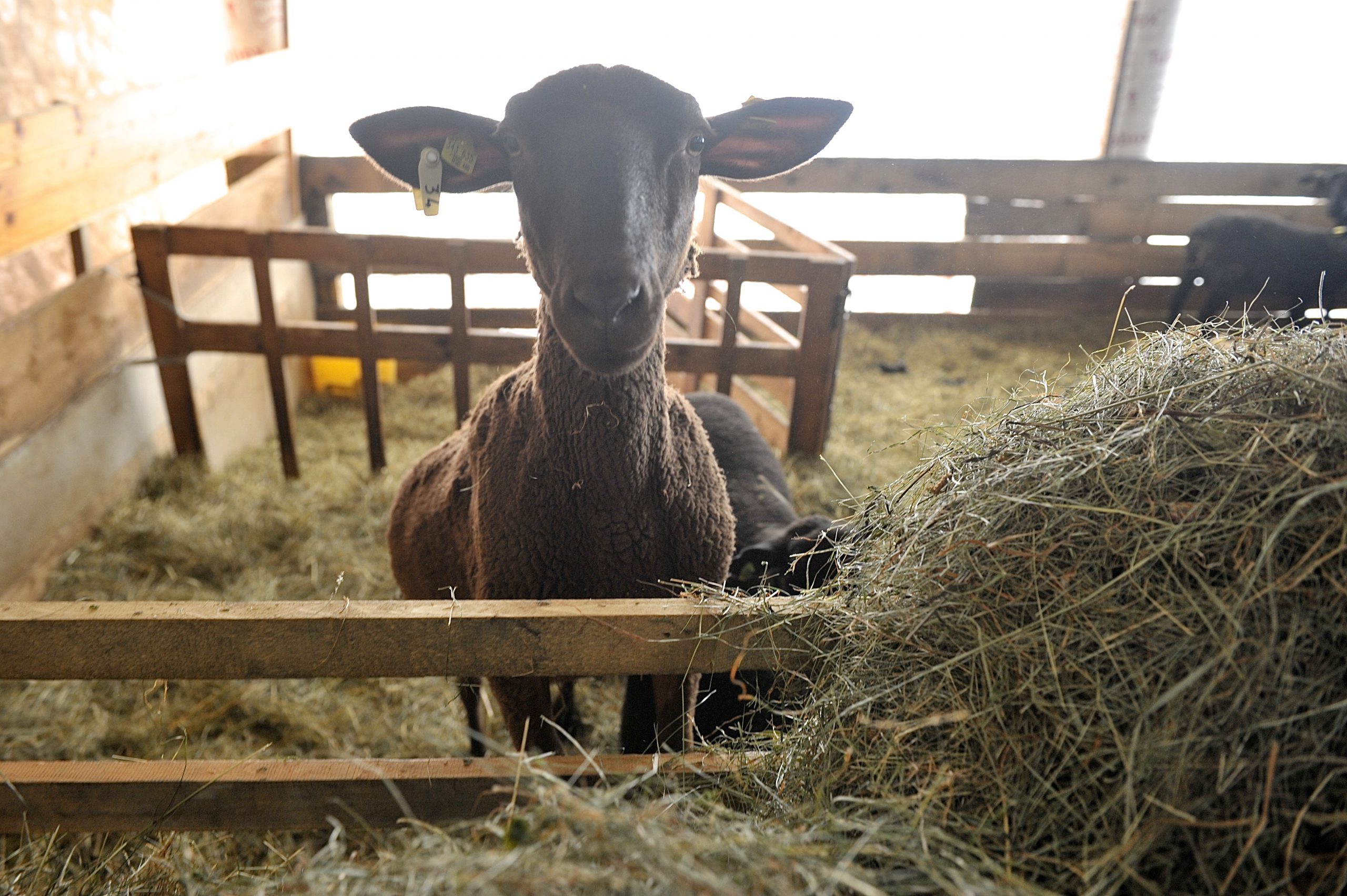 Schaf im Stall beim Heu fressen