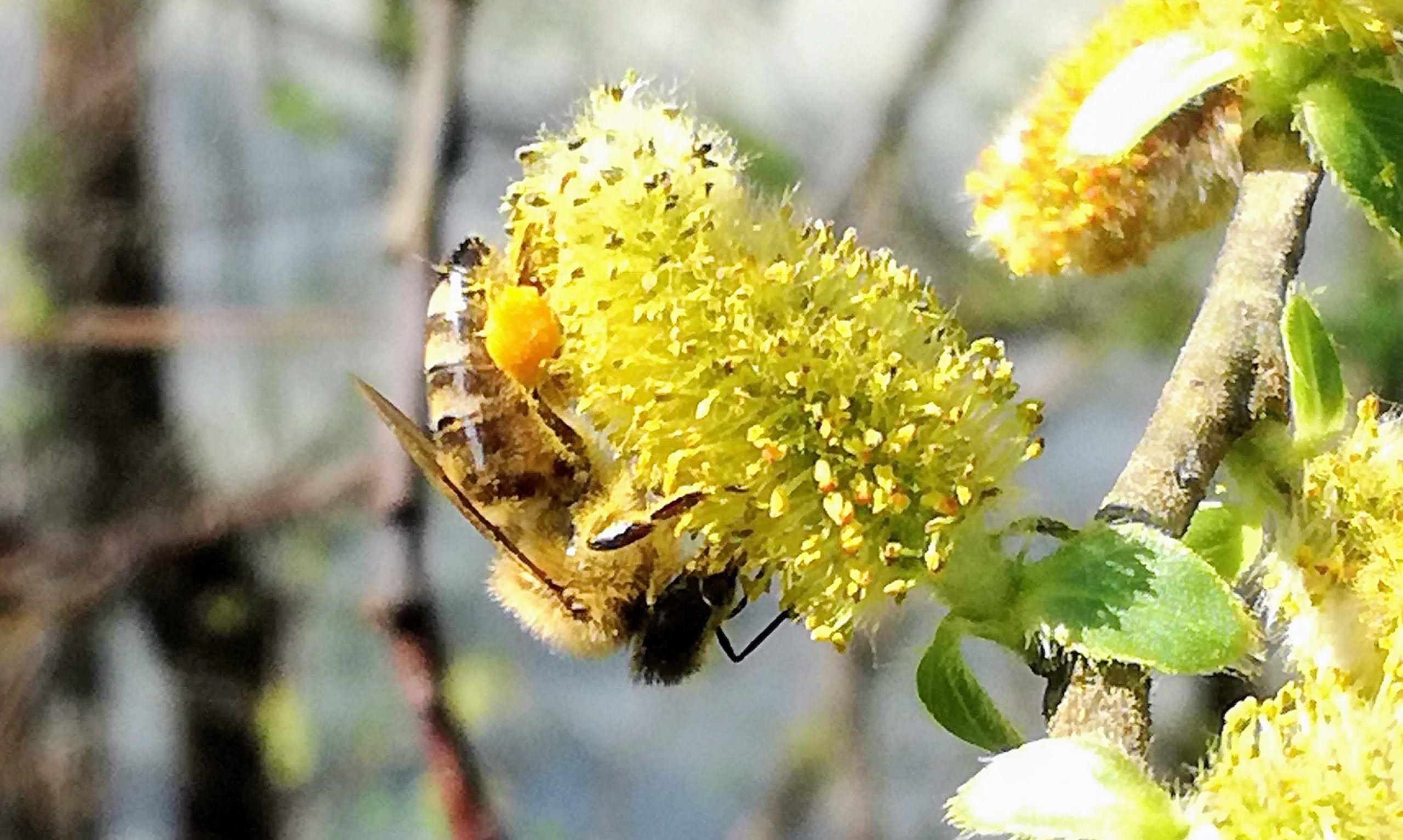Biene auf einem blühenden Weidenkätzchen