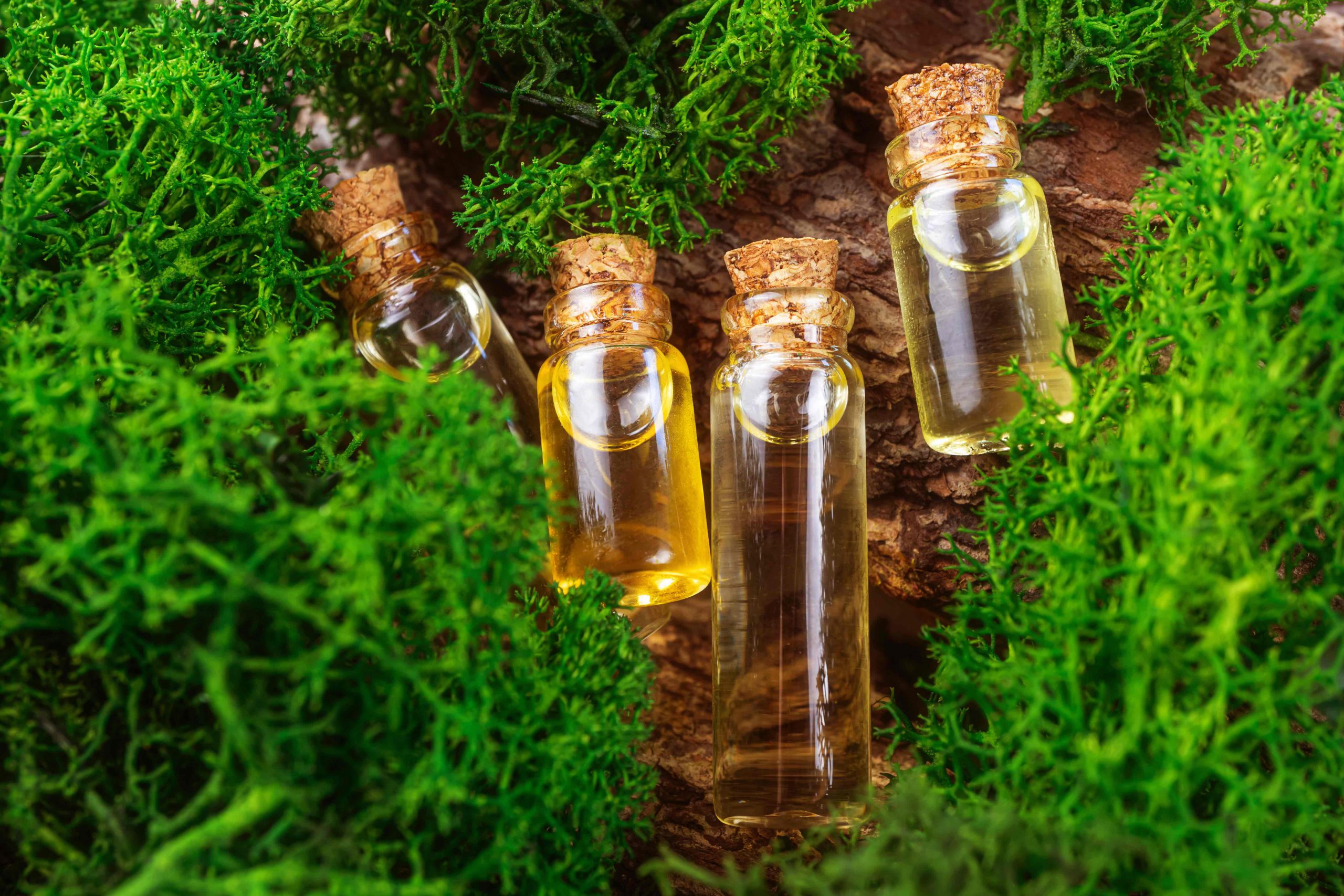 Moderne Apotheke. Natürliches ätherisches Öl auf einer Holzoberfläche, daneben Moos. Das Konzept der organischen Essenzen, natürliche Produkte für Schönheit und Gesundheit.