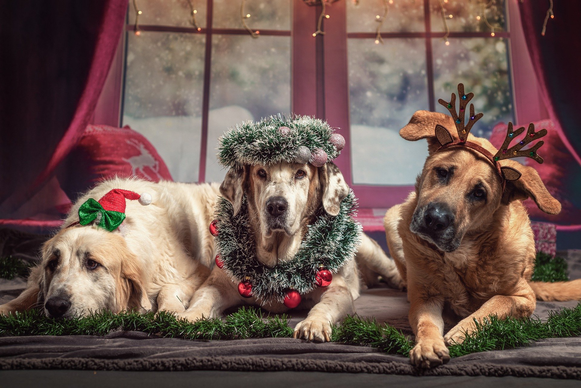 Hunde zu Weihnachten