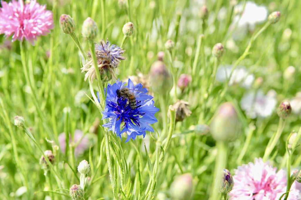 Kornblume