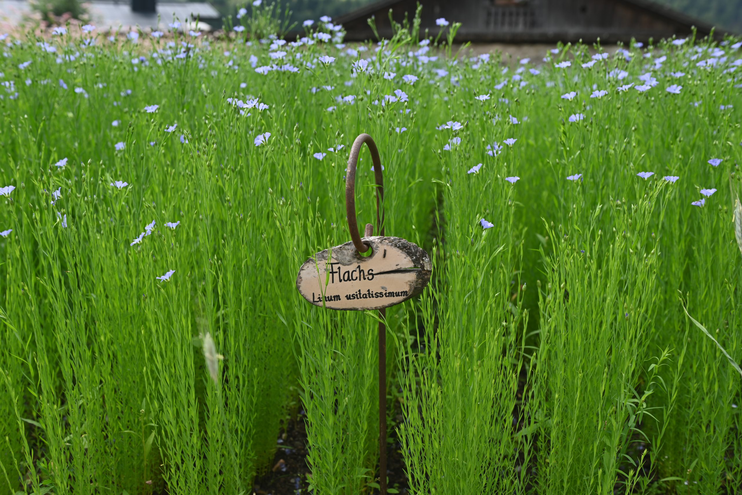 Flachs blühend im Klostergarten