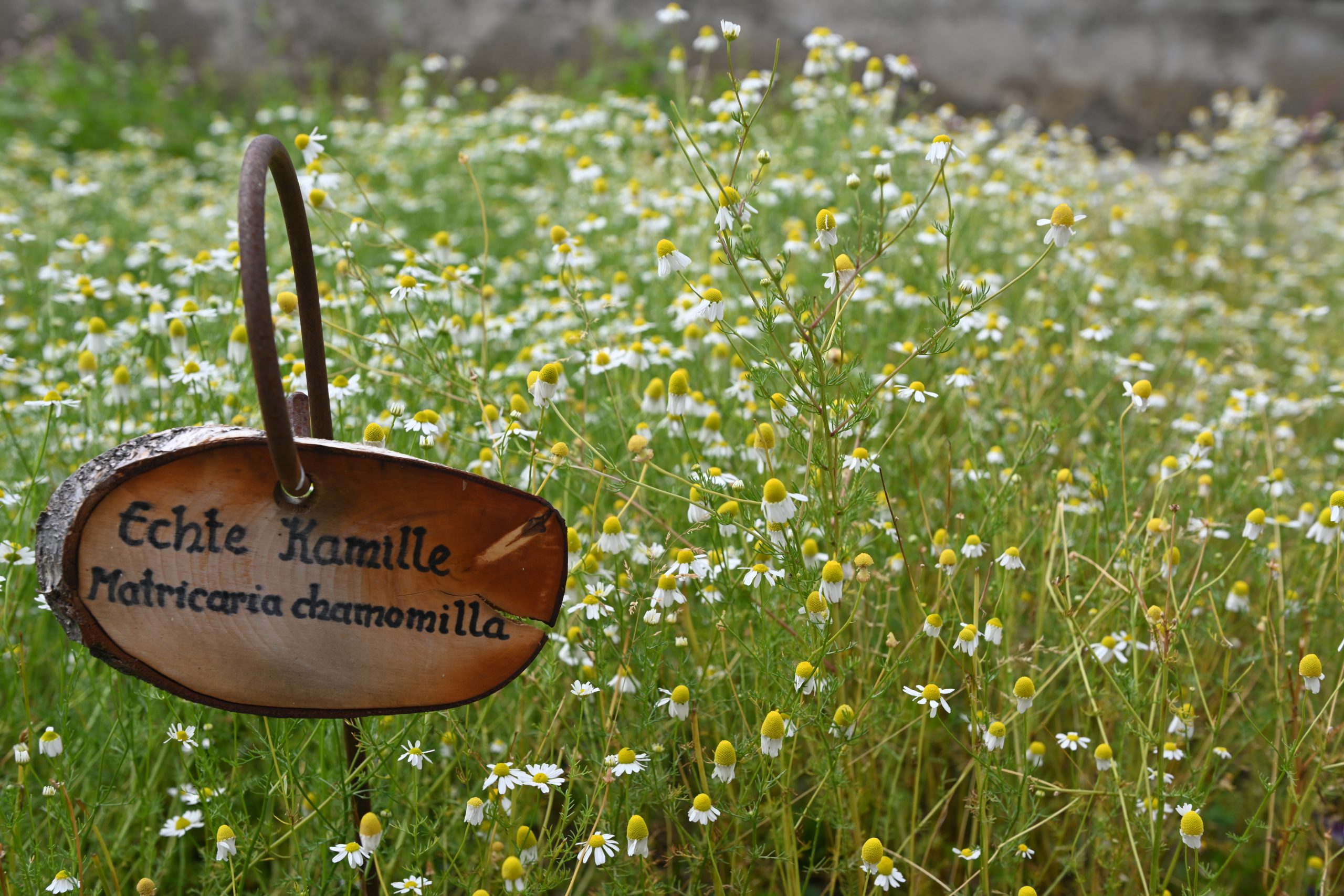 Kamille im Klostergarten