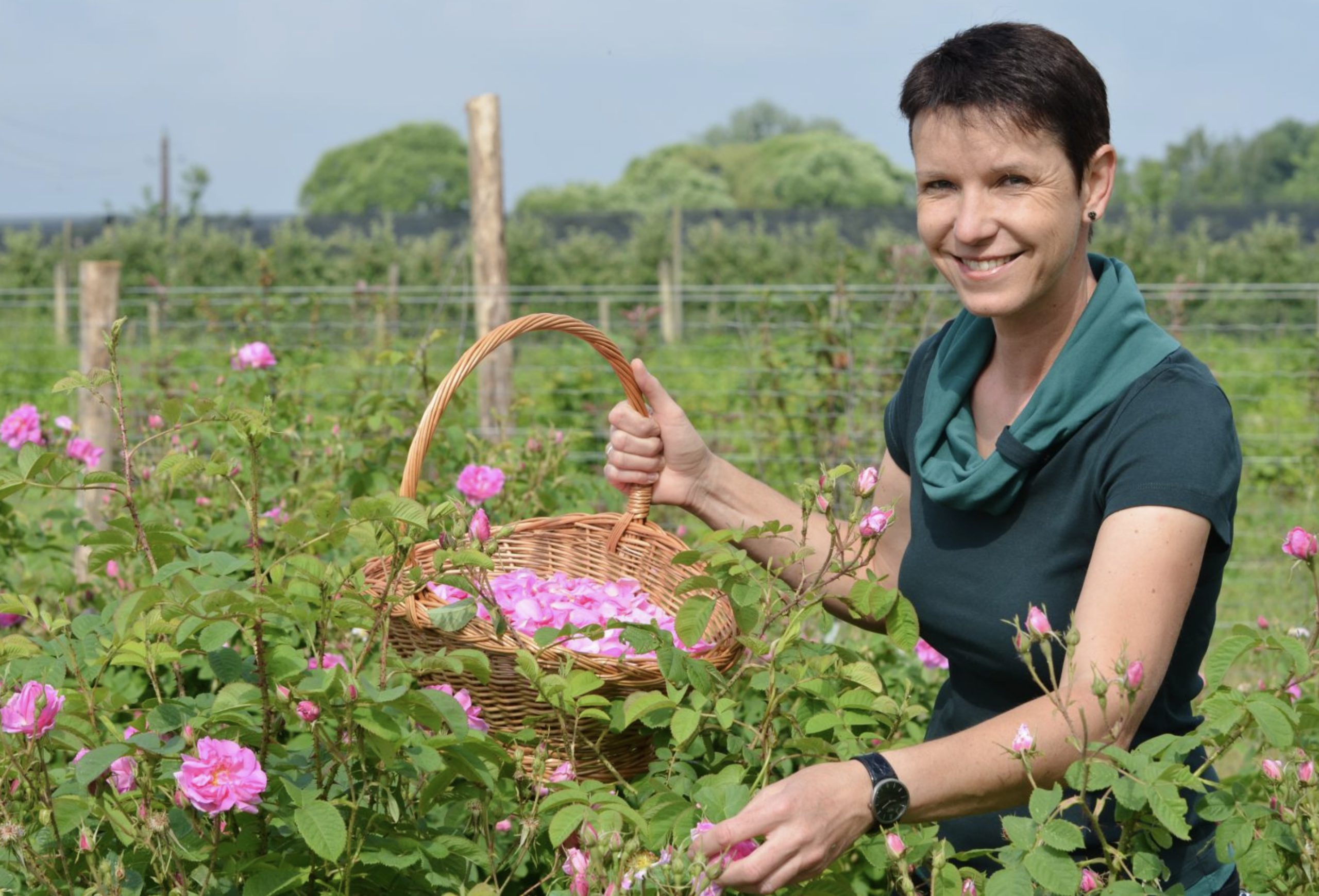 Ernte der Rosenblüten