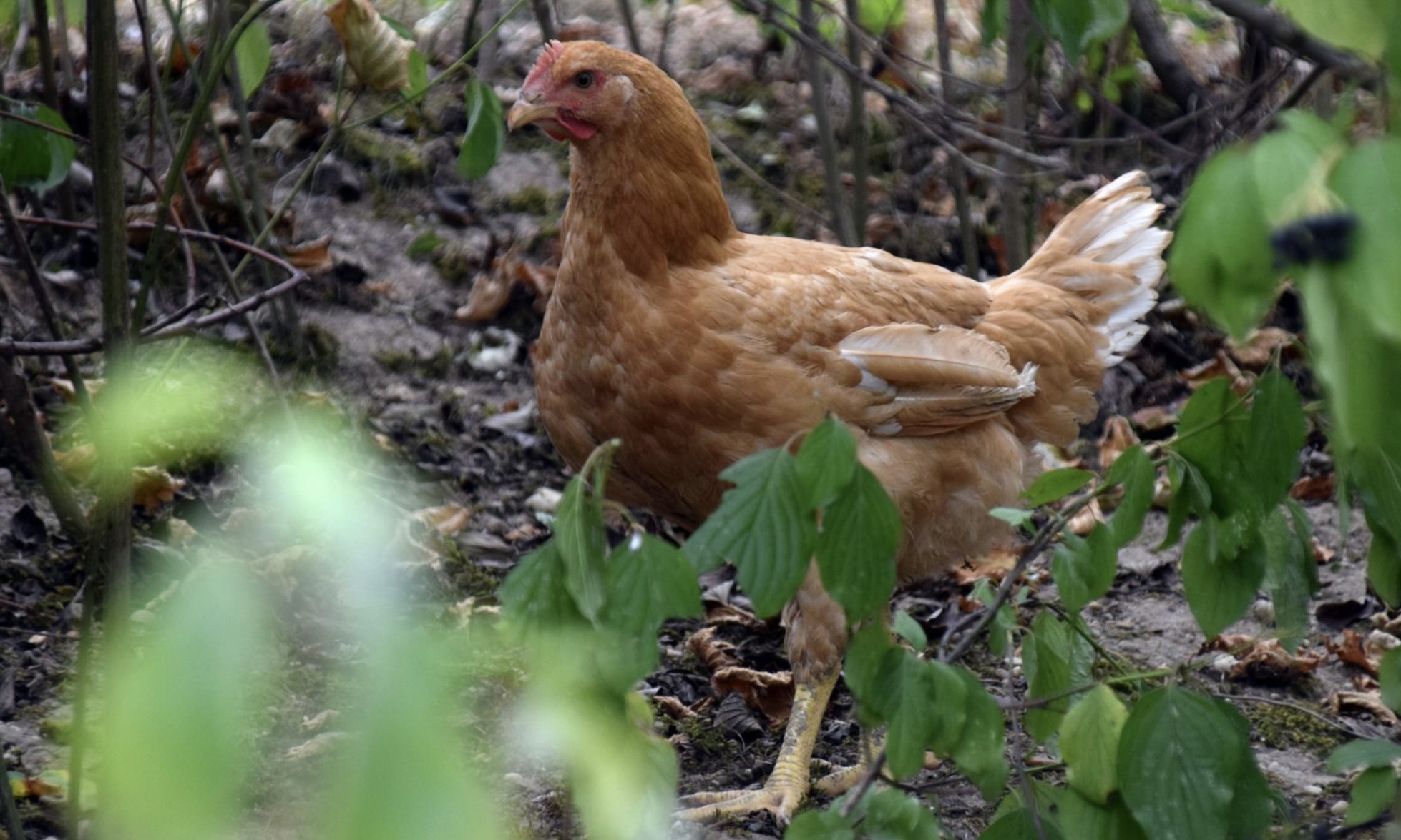 Weidehuhn