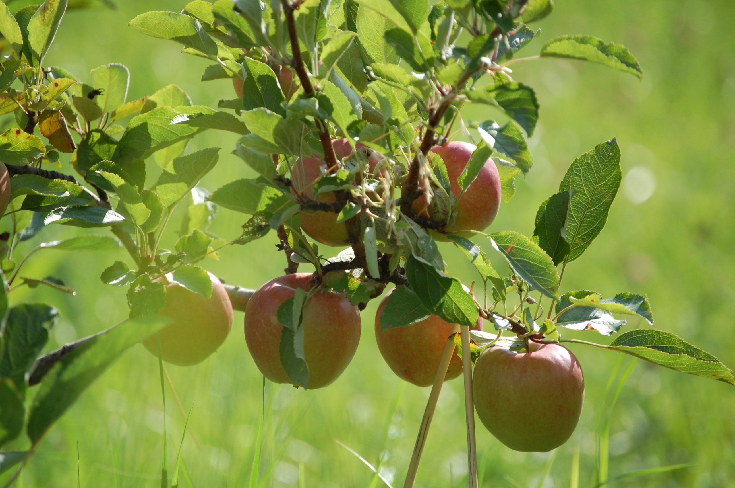 Äpfel am Baum