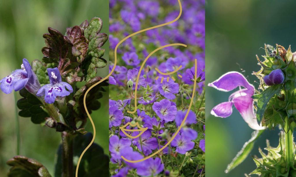 Gundelrebe, Storchschnabel und Taubnessel